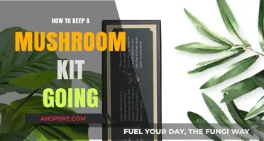 Sustaining Your Mushroom Kit: Tips for Continuous Harvesting Success