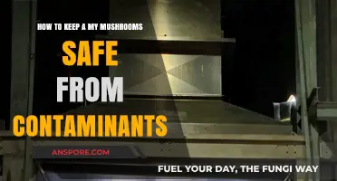 Protecting Your Mushroom Grow: Effective Strategies to Prevent Contamination