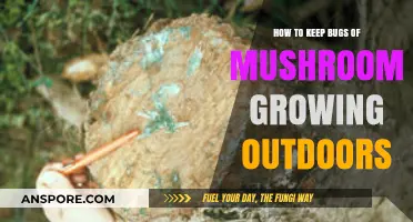 Effective Strategies to Protect Outdoor Mushroom Gardens from Pests