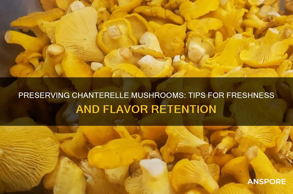 how to keep chanterelle mushrooms fresh
