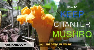 The Best Way to Store Chanterelle Mushrooms