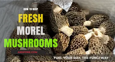 Preserving Morel Mushrooms: Tips for Keeping Them Fresh Longer
