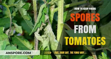 Preventing Fungus Spores on Tomatoes: Effective Strategies for Healthy Plants