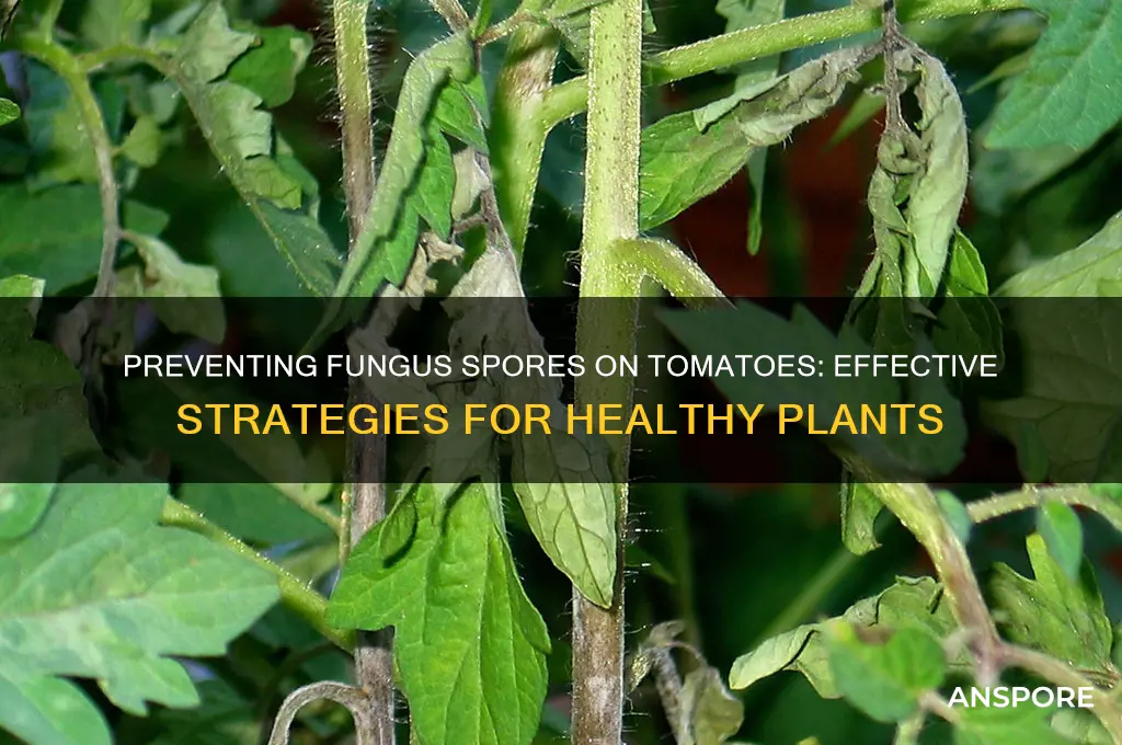 how to keep fugus spores from tomatoes