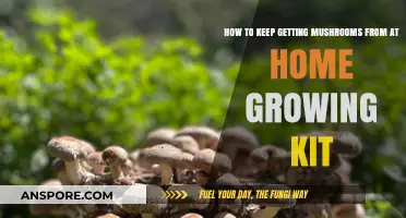 Maximize Your Mushroom Harvest: Tips for Home Growing Kit Success