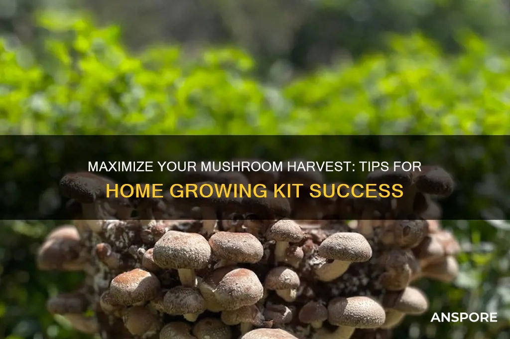 how to keep getting mushrooms from at home growing kit