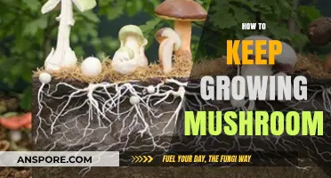 Mastering Mushroom Cultivation: Tips for Continuous Growth and Harvesting
