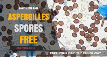 Effective Strategies to Maintain Hose Aspergilles Spores-Free Environment