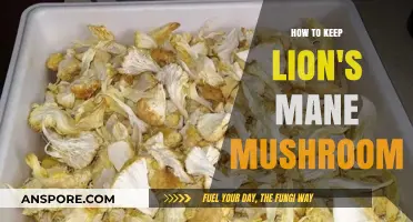 Preserving Lion's Mane Mushroom: Optimal Storage Tips for Freshness and Potency