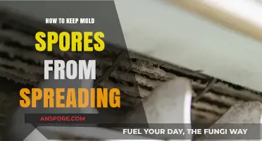 Prevent Mold Spores from Spreading: Effective Strategies for a Healthy Home