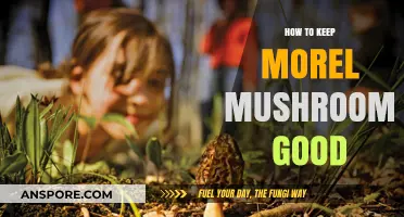 Preserving Morel Mushrooms: Tips for Freshness and Flavor Retention