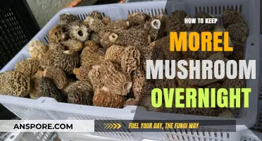 Preserving Morel Mushrooms: Overnight Storage Tips for Freshness and Flavor