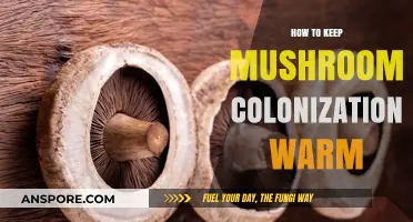 Effective Tips for Maintaining Optimal Warmth During Mushroom Colonization