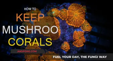 The Care Guide to Mushroom Corals