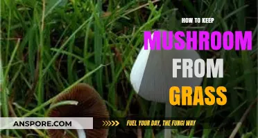 Effective Tips to Prevent Mushrooms from Growing in Your Lawn