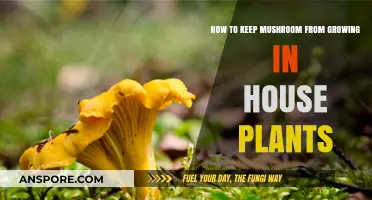 Preventing Mushroom Growth in House Plants: Effective Tips and Tricks