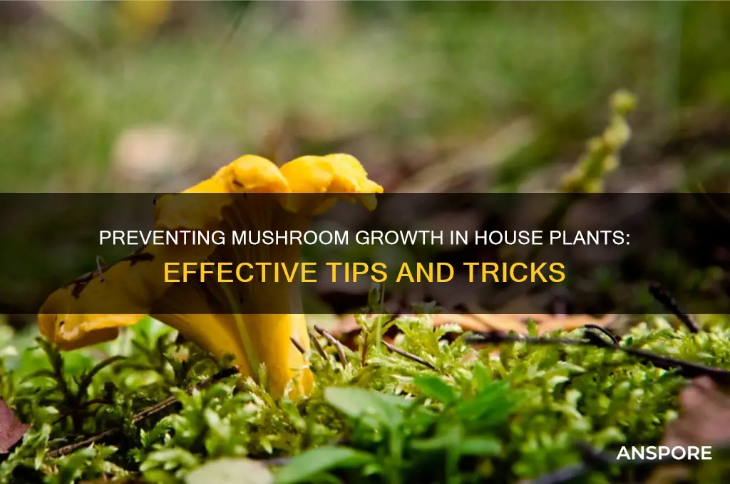 how to keep mushroom from growing in house plants