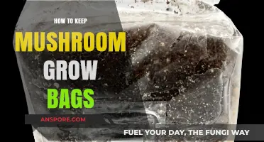 Mastering Mushroom Cultivation: Essential Tips for Maintaining Grow Bags
