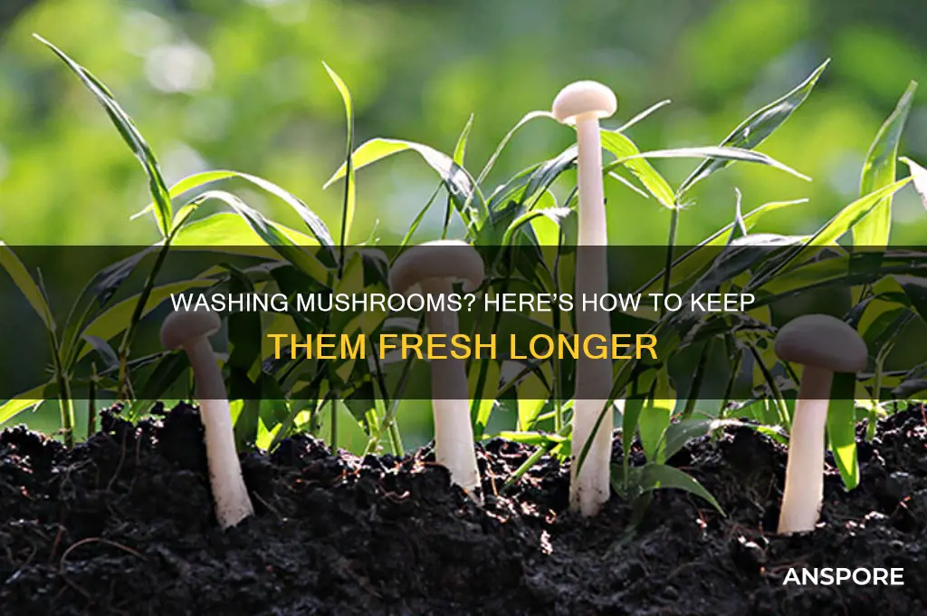 how to keep mushrooms fresh after washing