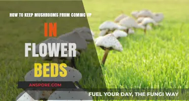 Prevent Mushroom Growth: Tips for Mushroom-Free Flower Beds