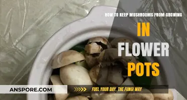 Preventing Mushroom Growth in Flower Pots: Simple and Effective Tips