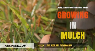 Prevent Mushroom Growth in Mulch: Effective Tips and Strategies