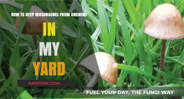 Prevent Mushroom Growth: Effective Yard Care Tips and Solutions