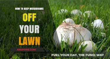 Effective Ways to Prevent Mushrooms from Growing on Your Lawn