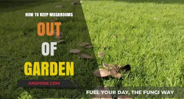 Effective Strategies to Prevent Mushrooms from Taking Over Your Garden