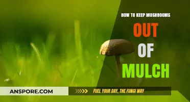 Effective Strategies to Prevent Mushrooms from Growing in Your Mulch