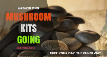 Sustaining Oyster Mushroom Kits: Tips for Continuous Harvesting Success
