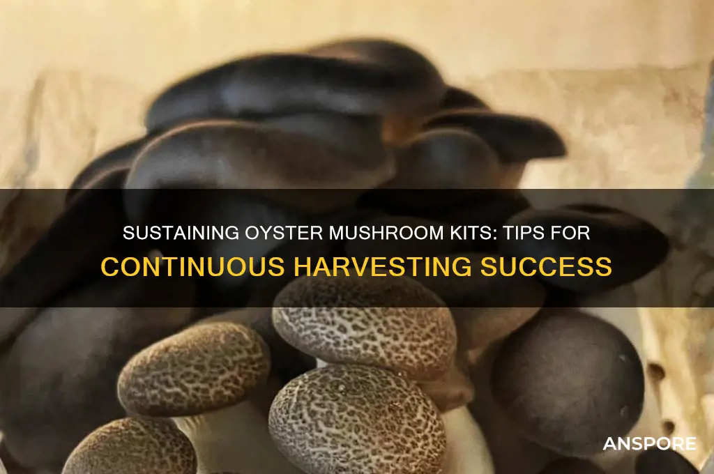 how to keep oyster mushroom kits going