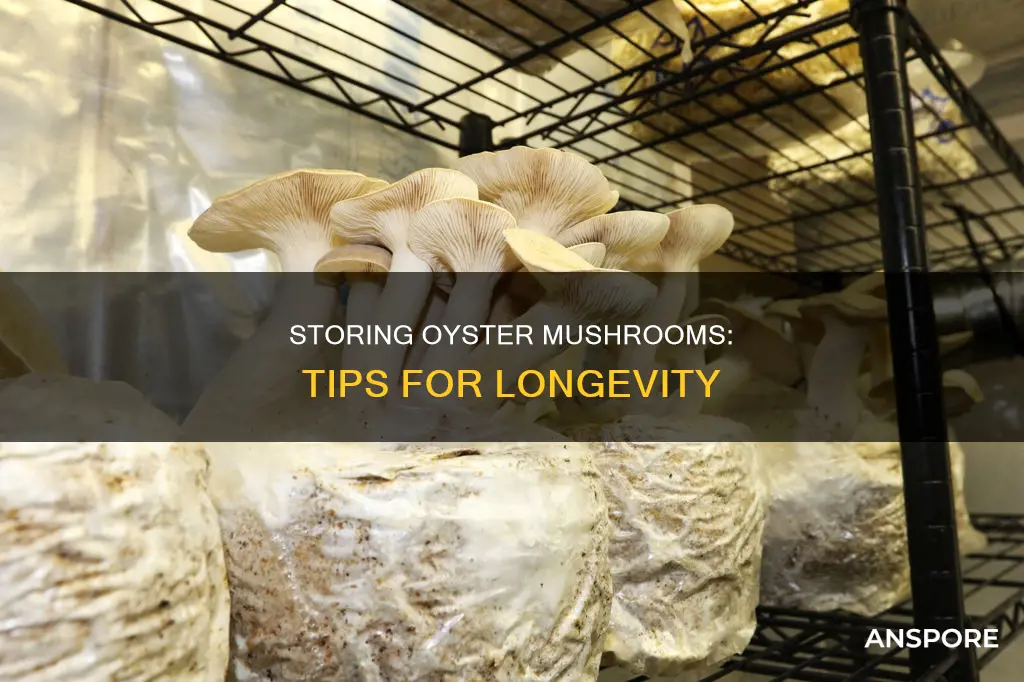 how to keep oyster mushrooms