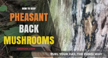 Preserving Pheasant Back Mushrooms: Tips for Freshness and Flavor