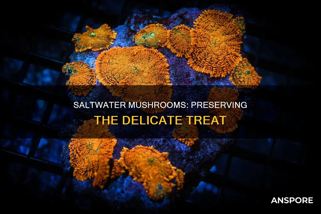 how to keep saltwater mushrooms