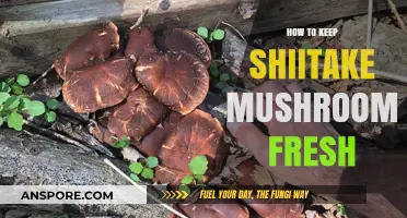 Preserving Shiitake Mushrooms: Simple Tips for Maximum Freshness and Flavor
