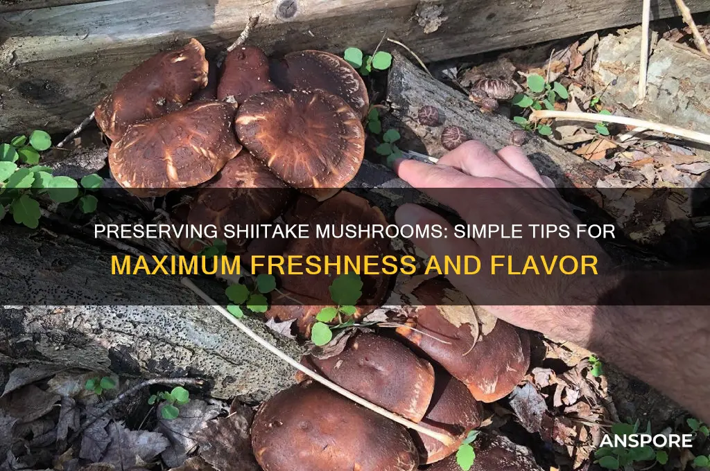 how to keep shiitake mushrooms fresh