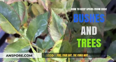 Effective Strategies to Prevent Spores on Rose Bushes and Trees