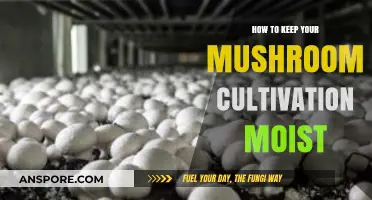 Mastering Mushroom Moisture: Essential Tips for Optimal Cultivation Success