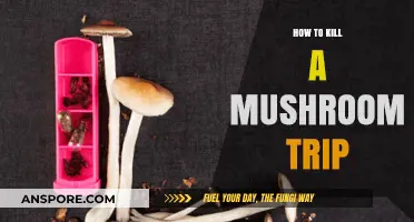 Ending a Mushroom Trip: Quick Strategies for Sobering Up Safely