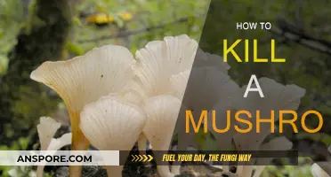 Destroying Mushrooms: Effective Ways to Kill Them Off