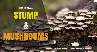 Effective Stump Removal & Mushroom Eradication: A Comprehensive Guide