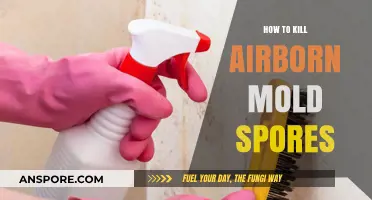 Effective Strategies to Eliminate Airborne Mold Spores in Your Home