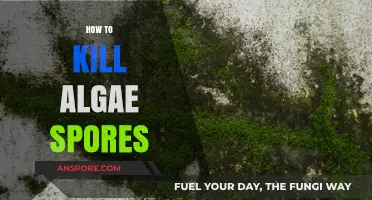 Effective Strategies to Eliminate Algae Spores in Your Water Features