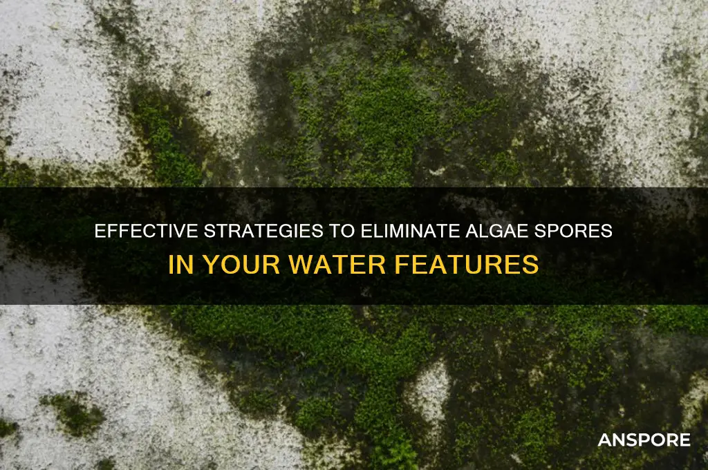 how to kill algae spores