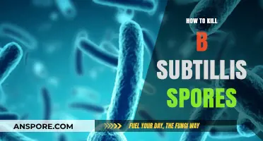 Effective Methods to Eliminate B. Subtilis Spores: A Comprehensive Guide