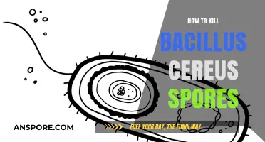 Effective Methods to Eliminate Bacillus Cereus Spores Safely and Efficiently