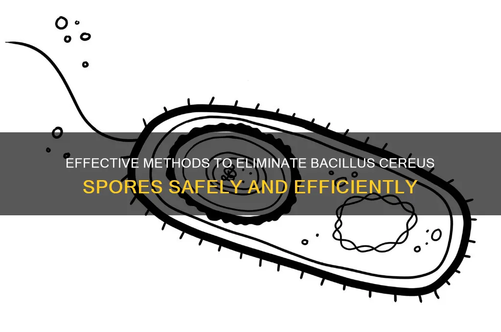 how to kill bacillus cereus spores