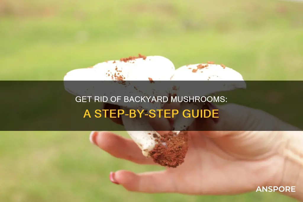 how to kill backyard mushrooms