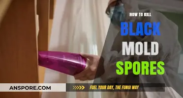 Effective Ways to Eliminate Black Mold Spores in Your Home